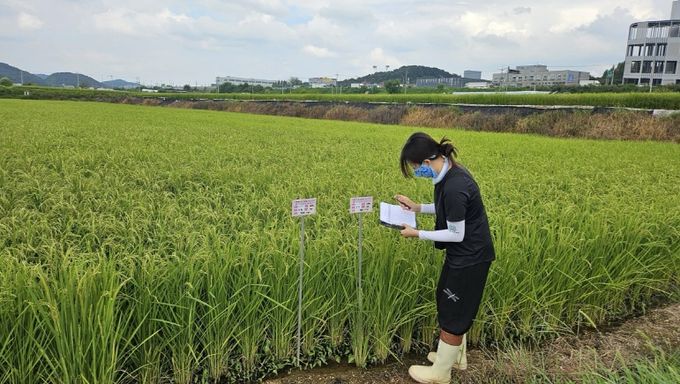 용인특례시가 백옥쌀 생산단지 심사를 하고 있다.