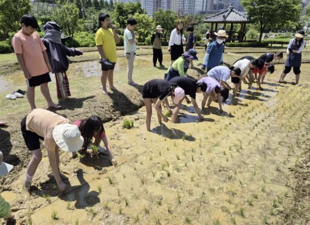 시흥시, 도시농업공원서 어린이농부의 쌀 여행 체험교육 열려