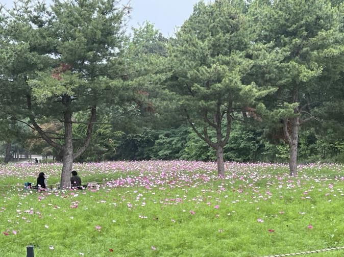탑동시민농장에 조성한 코스모스 꽃밭