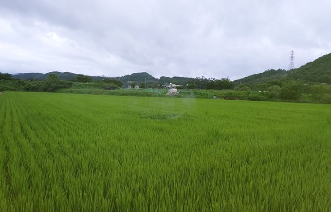용인특례시, 병해충 드론 방제 모습